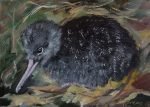 Test Card - Kiwi